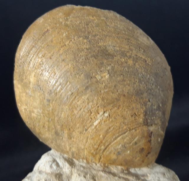 Neocrassina obliqua (LAMARCK 1819) - Bild &copy; FossNet FossilienStore